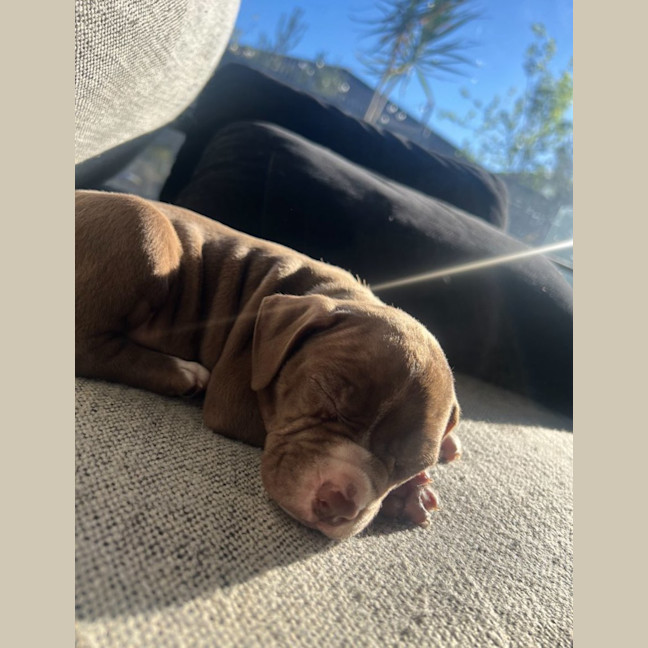 Photo of Yogi Imp 1668