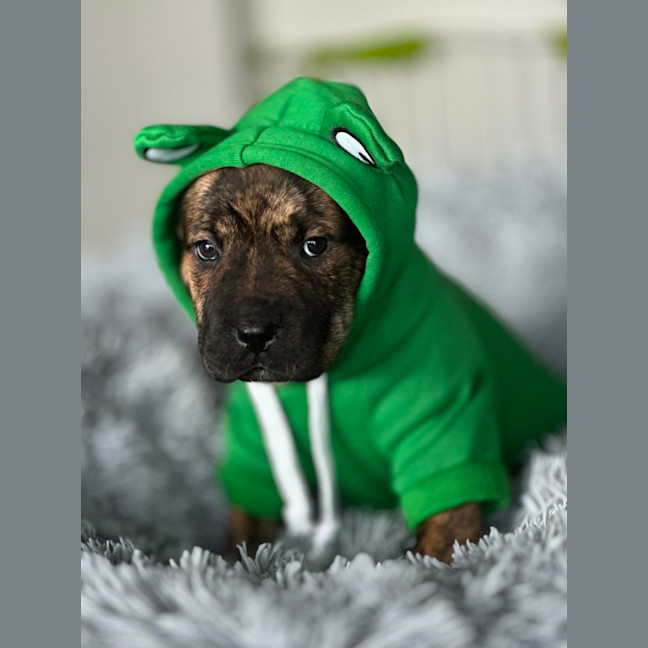 Photo of Cayman