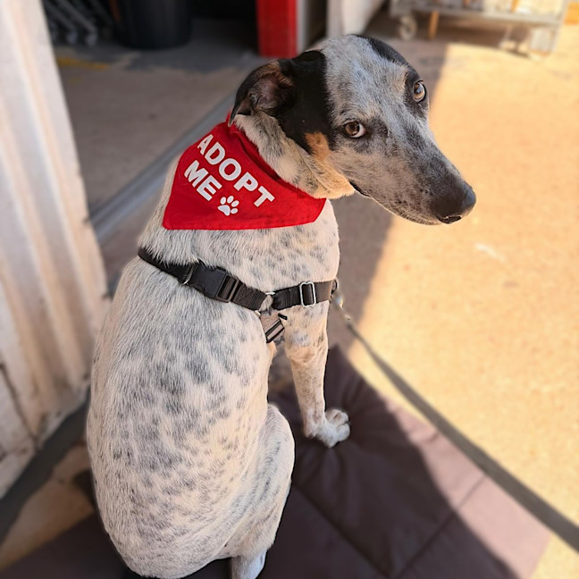 Photo of Ace