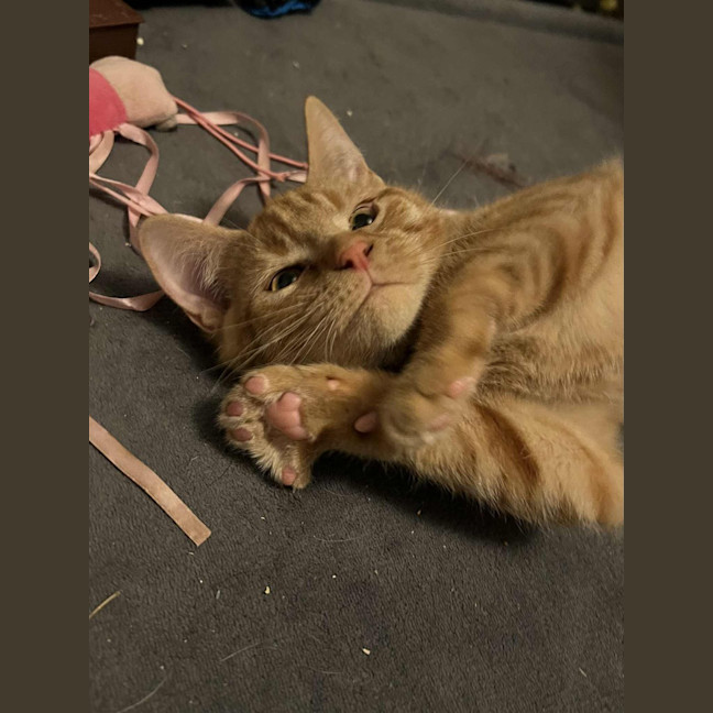 Photo of Frankie