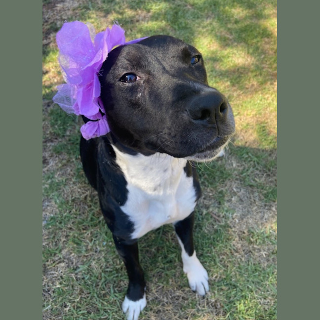 Photo of Pepper Imp 2357