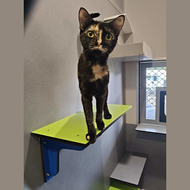 Photo of Olive