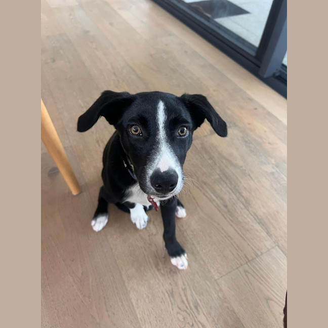 Photo of Freya