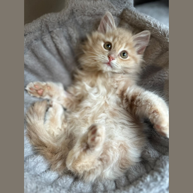 Photo of Nacho