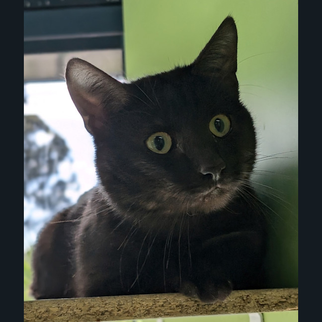 Photo of The Midnight Servant