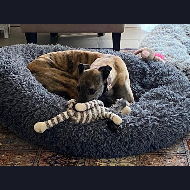 Photo of Brinny The Greyhound