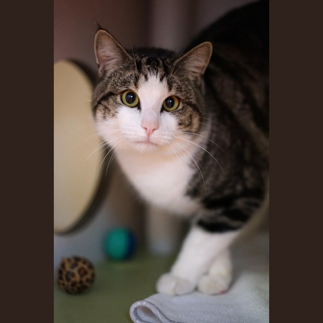 Photo of Marvin