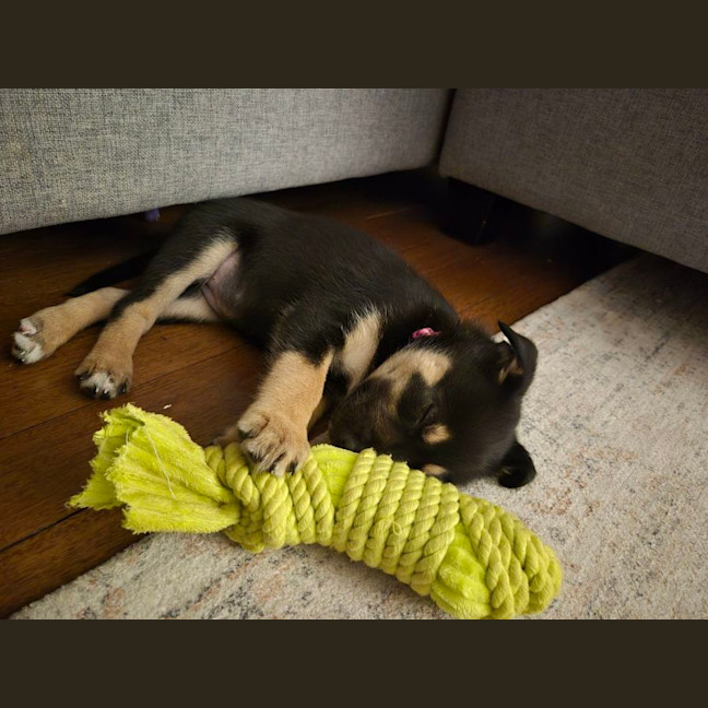 Photo of Peach   7 Week Old Kelpie X Husky (Trial)