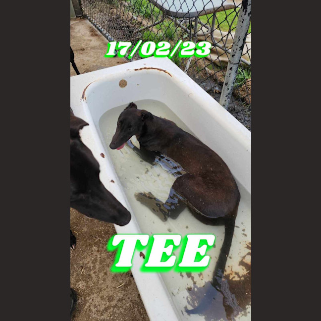 Photo of Tee. 26kg Cat Friendly