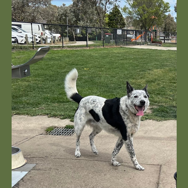 Photo of Bo