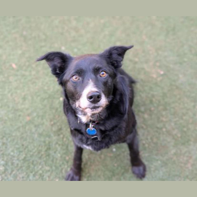 Photo of Piper