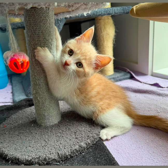 Photo of Nori ** 2nd Chance Cat Rescue**