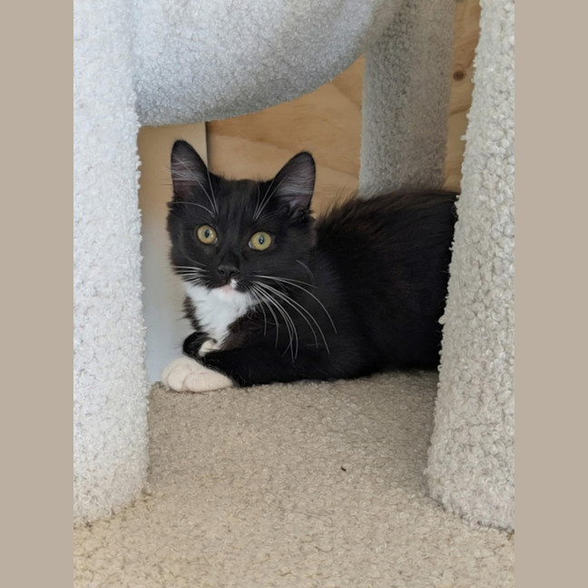 Photo of Opal *9 Lives Project Rescue*