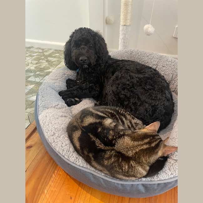 Photo of Little Miss & Yoyo