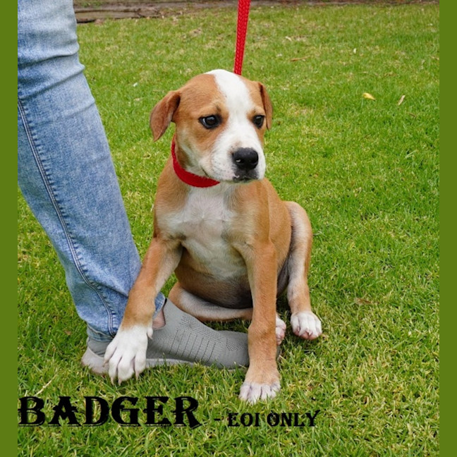 Photo of Badger