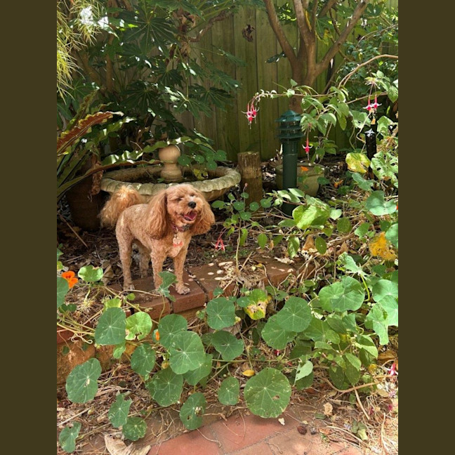 Photo of Sherlock And Willow Picton