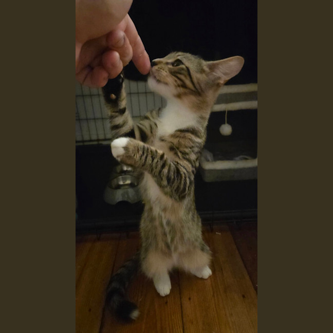 Photo of Harvey & Leo   5 Month Old Domestic Short Hair