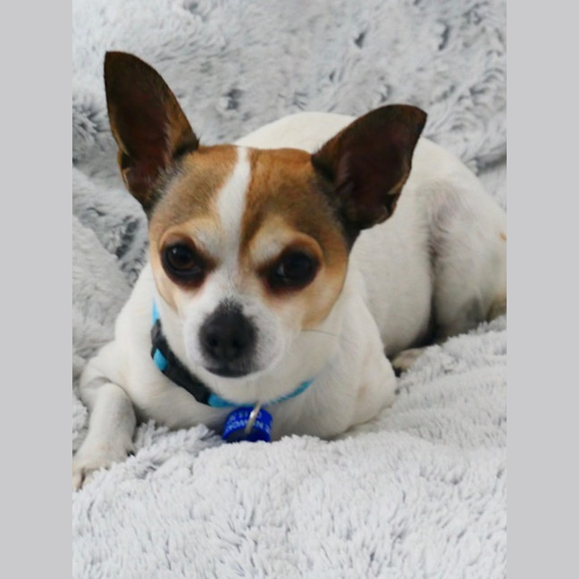 Photo of Ricky   8 Year Old Chihuahua