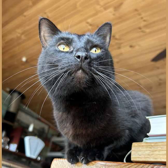 Photo of Pickles