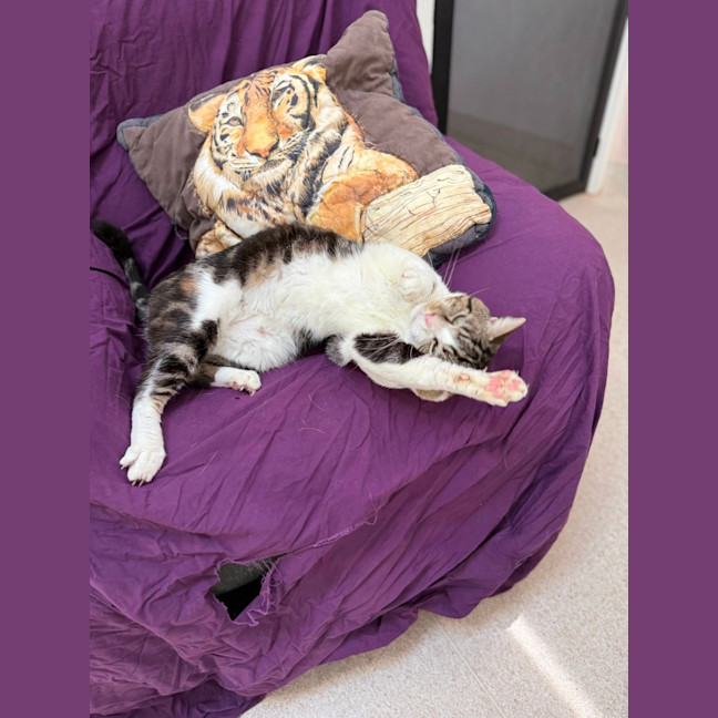 Photo of Whiskey (9028)