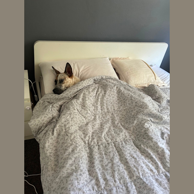 Photo of 🌶️ Chilli Heeler 🌶️