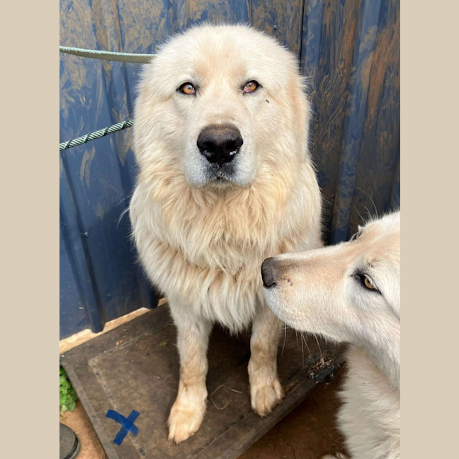 Photo of Luna And Teddy