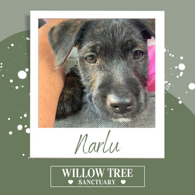 Photo of Narlu 