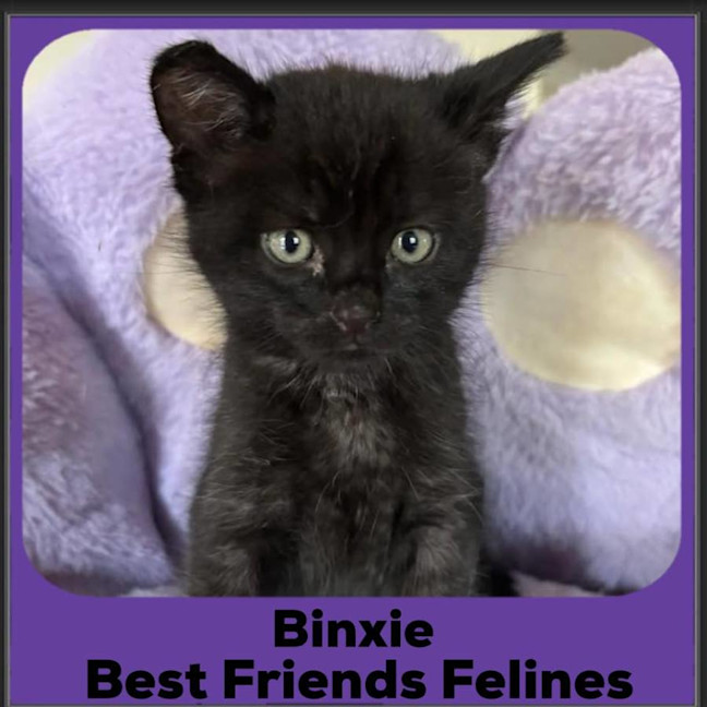 Photo of Binxie 
