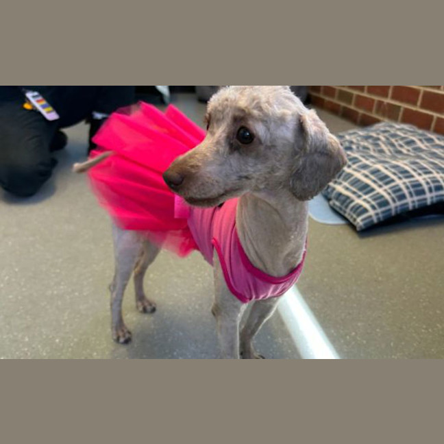 Photo of Peach