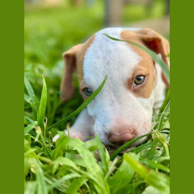 Photo of Reggie/Jingle