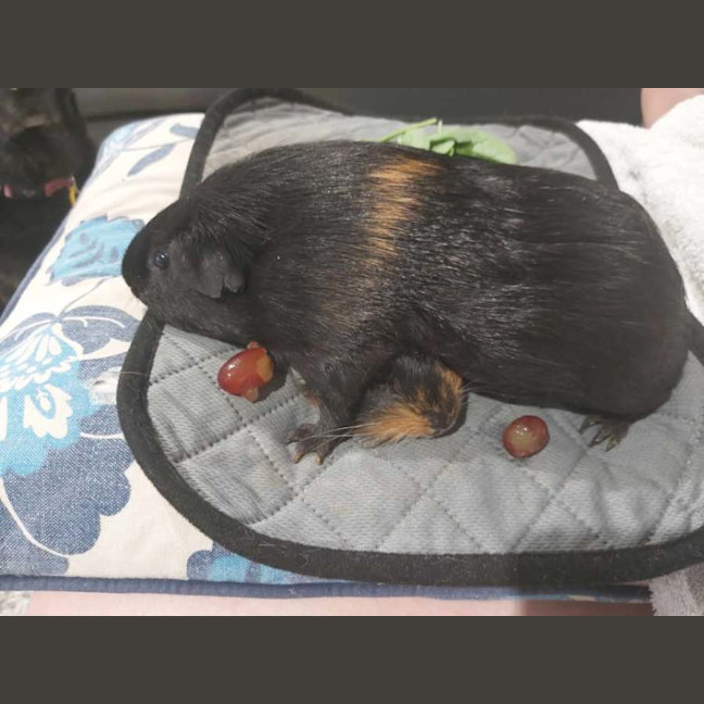 Photo of Luffy & Monkey