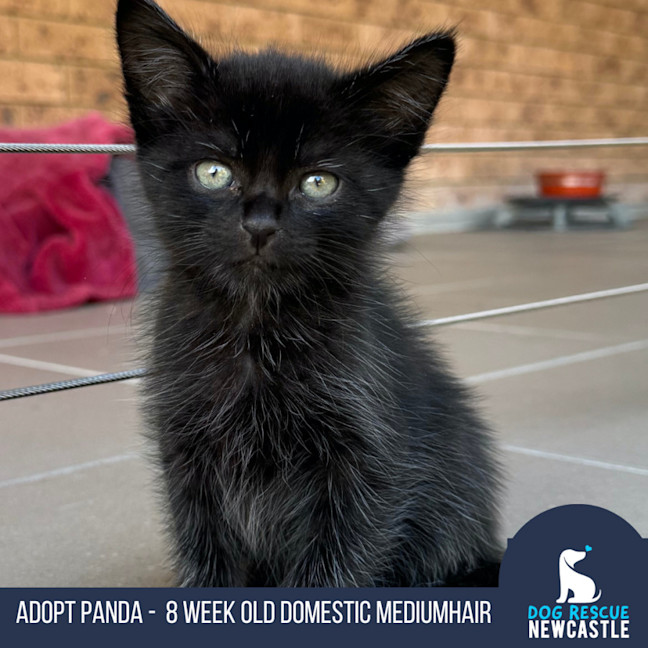 Photo of Panda   8 Week Old Domestic Shorthair