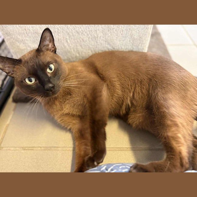 Photo of Bonded Buddies   Teddy And Sylvester