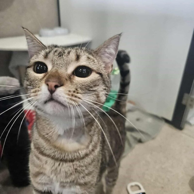 Photo of Mighty Mouse