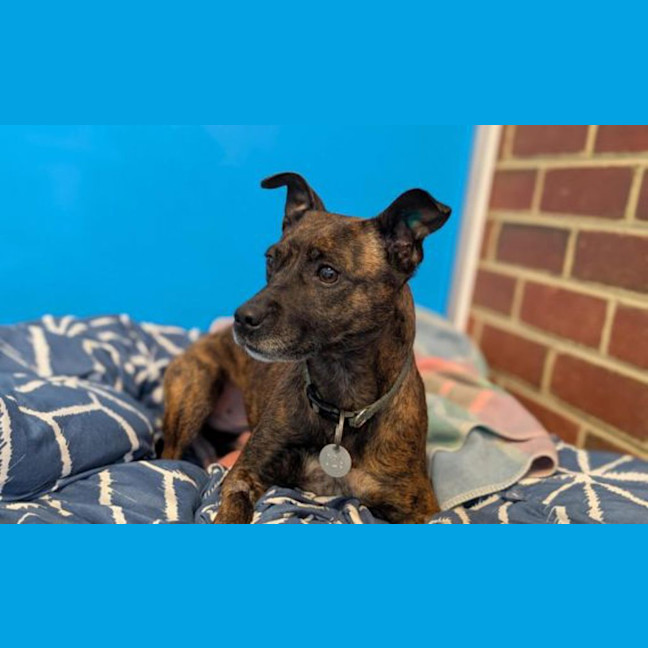 Photo of Toffee
