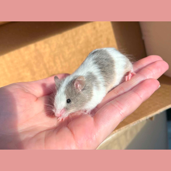 Photo of Remus