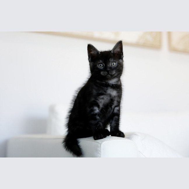 Photo of Barney