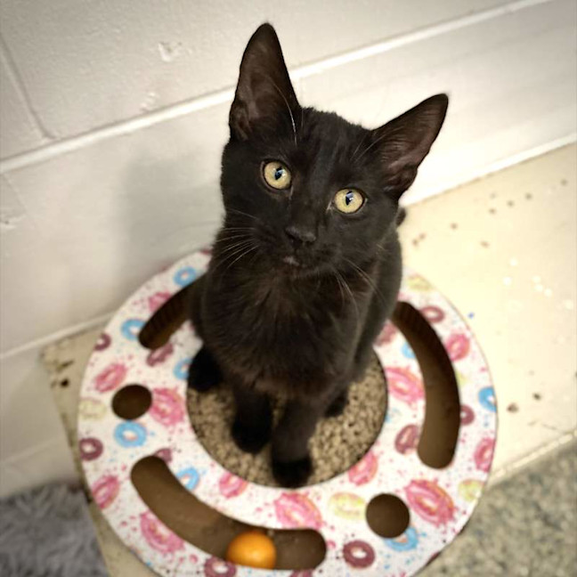Photo of Niko