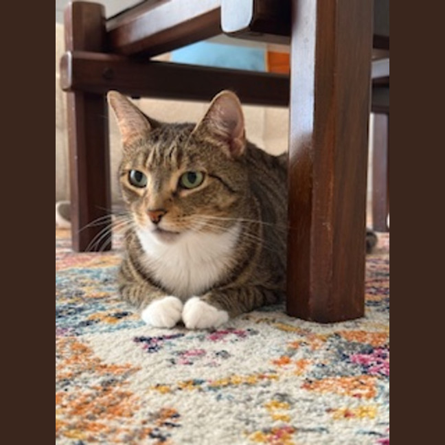 Photo of Lolo (Migallo)