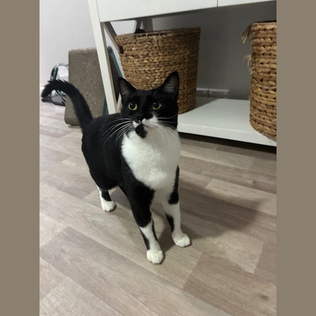 Photo of Baloo
