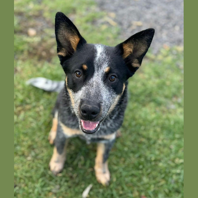 Photo of Ozzie