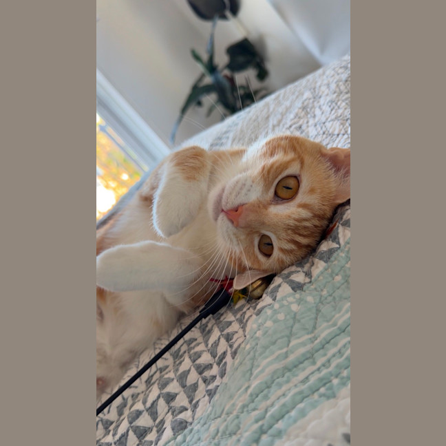 Photo of Mimosa