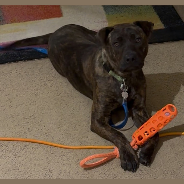 Photo of Honey
