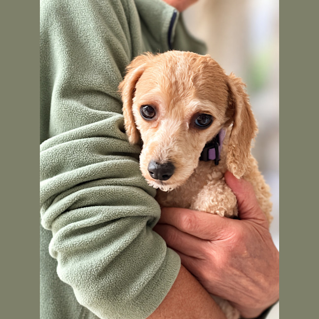 Photo of Daisy