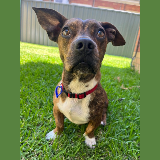 Photo of Tucker   2 Year Old Dachshund X Staffy