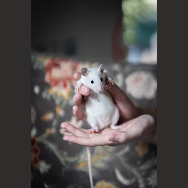 Photo of Willow & Maple