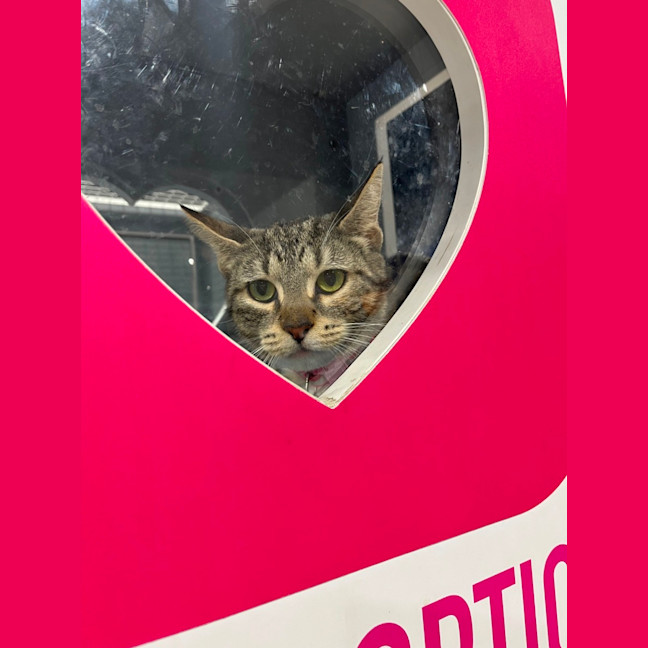 Photo of Mittens 💕