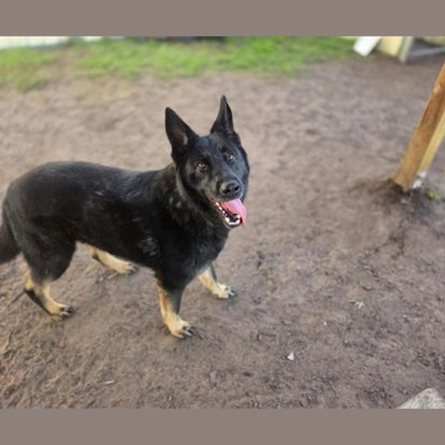 Photo of Rover