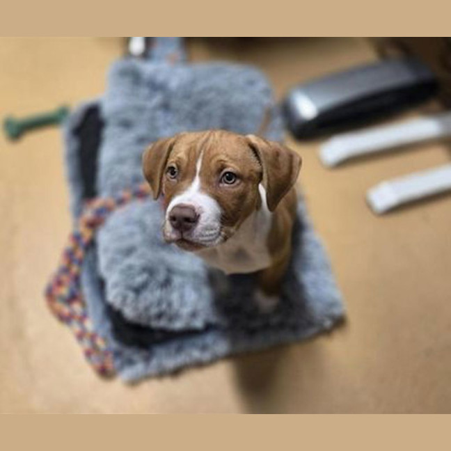 Photo of Dudley