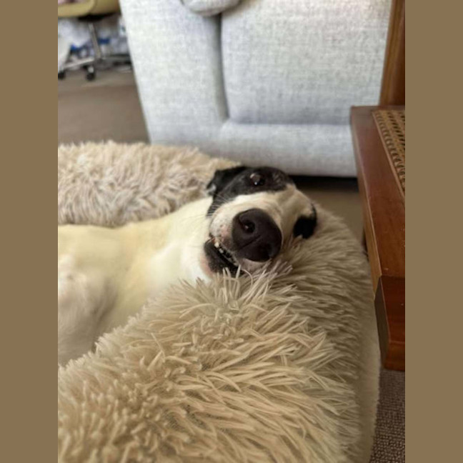 Photo of Dot, The Greyhound